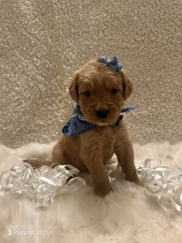 Molly – Golden Retriever puppy for sale in Wilburton, OK