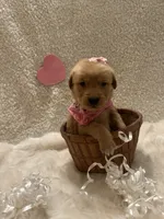 Margo, a female Golden Retriever for sale in Wilburton, OK – 4 of 7