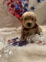 Piper , a female Golden Retriever for sale in Wilburton, OK – 2 of 3