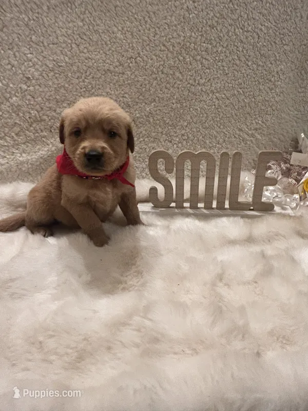 Thomas – Golden Retriever puppy for sale in Wilburton, OK