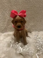 Carmen , a female Golden Retriever for sale in Wilburton, OK – 4 of 6