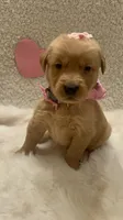 Margo, a female Golden Retriever for sale in Wilburton, OK – 1 of 7