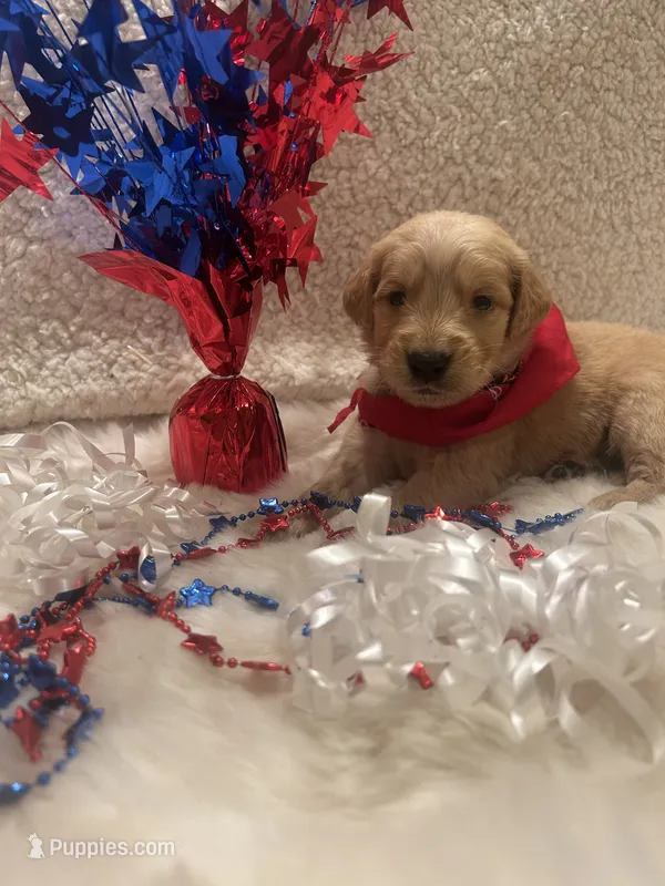 Tripp – Golden Retriever puppy for sale in Wilburton, OK