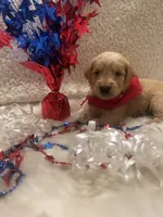 Tripp, a male Golden Retriever for sale in Wilburton, OK – 1 of 3
