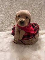 Thomas, a male Golden Retriever for sale in Wilburton, OK – 2 of 4