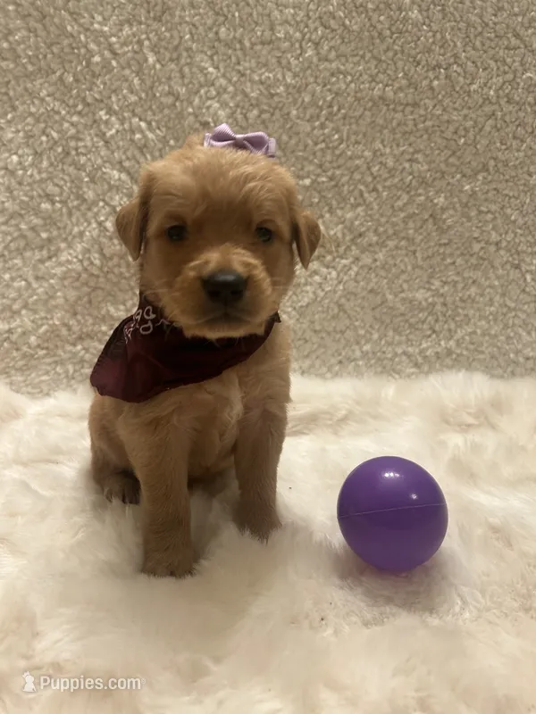 Tally – Golden Retriever puppy for sale in Wilburton, OK