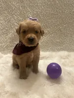 Tally, a female Golden Retriever for sale in Wilburton, OK – 1 of 4
