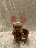 Margo, a female Golden Retriever for sale in Wilburton, OK – 7 of 7