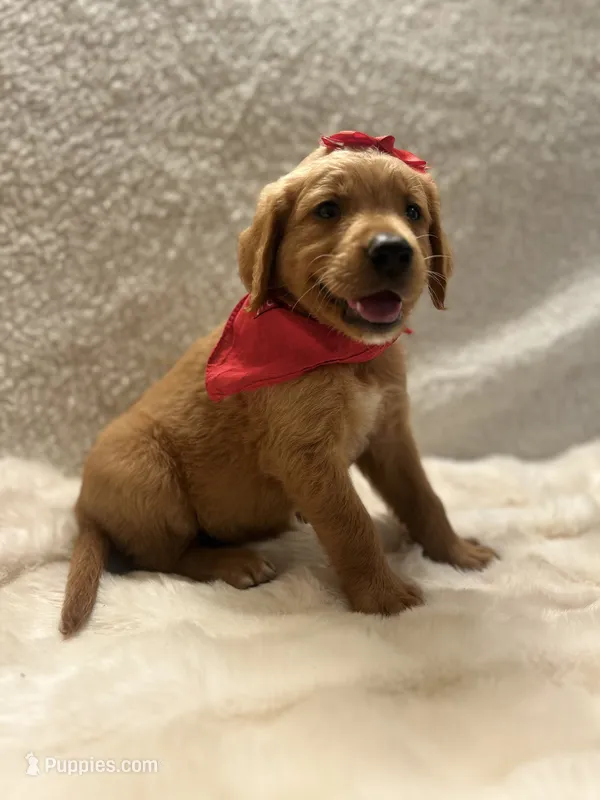 Harper  – Golden Retriever puppy for sale in Wilburton, OK