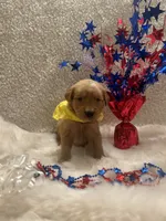 Lilly, a female Golden Retriever for sale in Wilburton, OK – 2 of 3