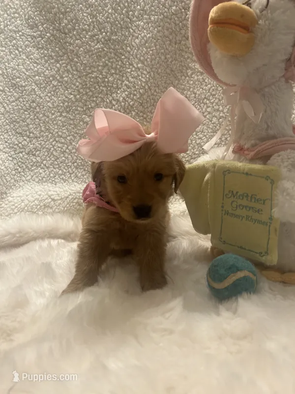 Harper  – Golden Retriever puppy on hold in Wilburton, OK