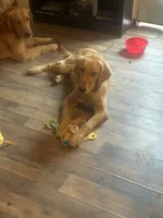 Aslan, a male Golden Retriever for sale in Wilburton, OK – 5 of 5