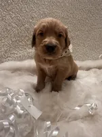 Roper, a male Golden Retriever for sale in Wilburton, OK – 4 of 6