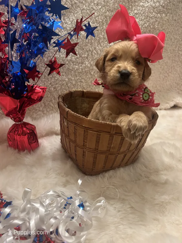 Harper  – Golden Retriever puppy on hold in Wilburton, OK