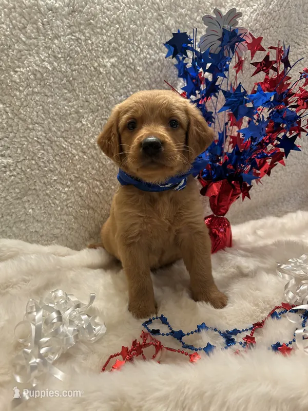 Baker – Golden Retriever puppy on hold in Wilburton, OK