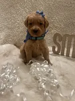 Molly, a female Golden Retriever for sale in Wilburton, OK – 3 of 5