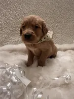 Roper, a male Golden Retriever for sale in Wilburton, OK – 3 of 6
