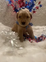 Maggie, a female Golden Retriever for sale in Wilburton, OK – 3 of 4