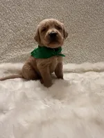 Jeremiah, a male Golden Retriever for sale in Wilburton, OK – 2 of 5