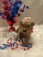 Harper , a female Golden Retriever for sale in Wilburton, OK – 3 of 3