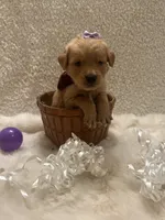 Tally, a female Golden Retriever for sale in Wilburton, OK – 3 of 4