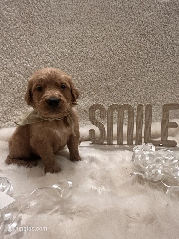 Roper – Golden Retriever puppy for sale in Wilburton, OK