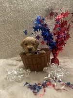 Tripp, a male Golden Retriever for sale in Wilburton, OK – 3 of 3