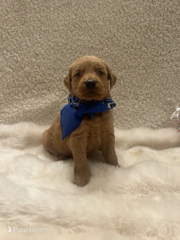 Baker – Golden Retriever puppy for sale in Wilburton, OK