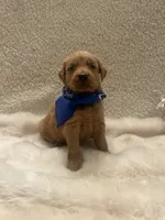 Baker, a male Golden Retriever for sale in Wilburton, OK – 1 of 7