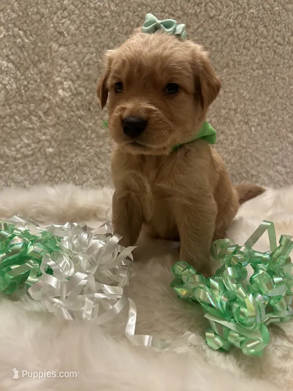 Maggie  – Golden Retriever puppy for sale in Wilburton, OK