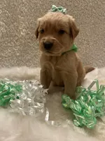 Maggie , a female Golden Retriever for sale in Wilburton, OK – 1 of 5