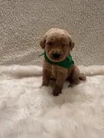 Jeremiah, a male Golden Retriever for sale in Wilburton, OK – 3 of 5