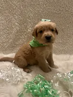 Maggie , a female Golden Retriever for sale in Wilburton, OK – 3 of 5