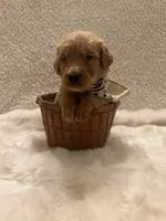 Roper, a male Golden Retriever for sale in Wilburton, OK – 2 of 6