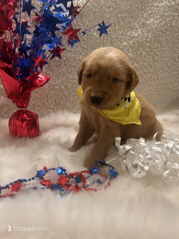 Lilly – Golden Retriever puppy for sale in Wilburton, OK