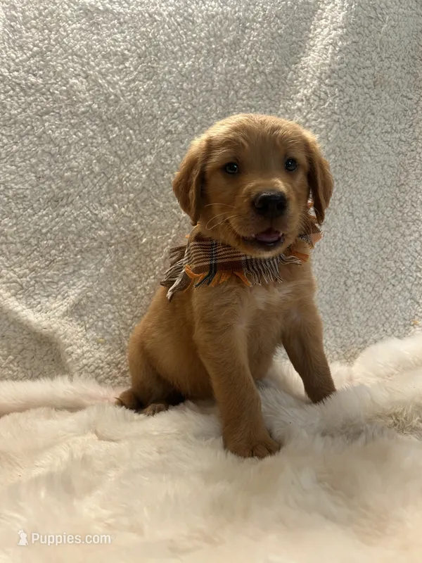 Roper – Golden Retriever puppy on hold in Wilburton, OK