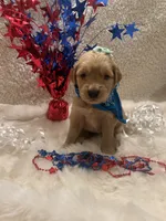Sandy, a female Golden Retriever for sale in Wilburton, OK – 4 of 4