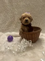 Margo, a female Golden Retriever for sale in Wilburton, OK – 6 of 7