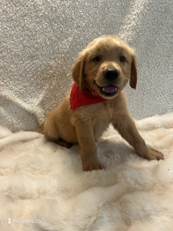 Thomas – Golden Retriever puppy on hold in Wilburton, OK