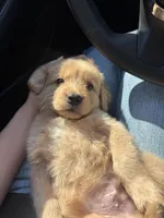 Max, a male Golden Retriever for sale in Lindsay, CA – 1 of 2