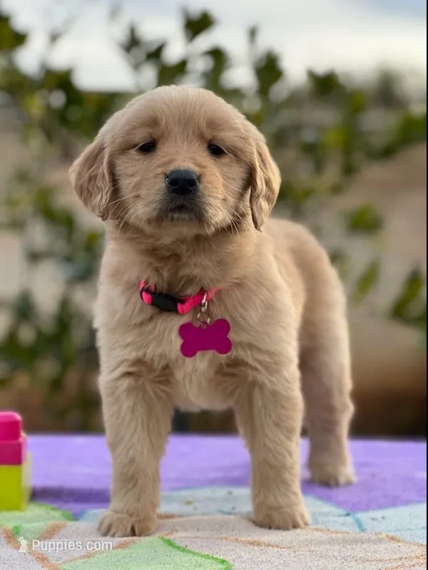Luna – Golden Retriever puppy for sale in Lindsay, CA