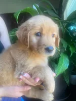 Max, a male Golden Retriever for sale in Lindsay, CA – 2 of 2