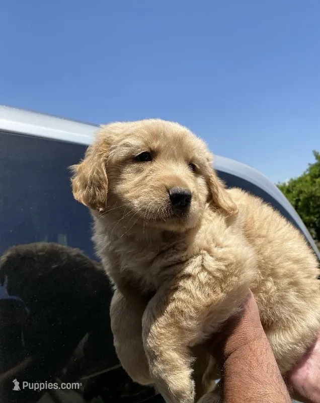 Max – Golden Retriever puppy for sale in Lindsay, CA