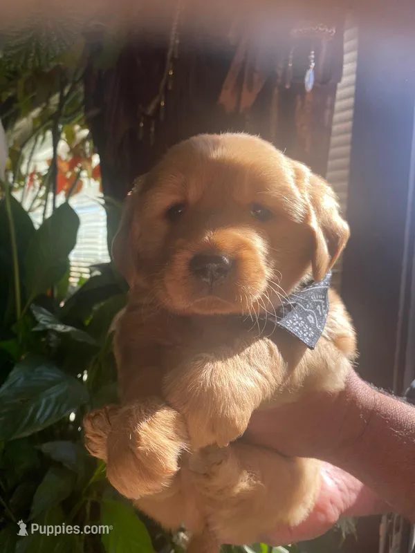 Hunter – Golden Retriever puppy for sale in Lindsay, CA