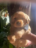 Hunter, a male Golden Retriever for sale in Lindsay, CA – 1 of 2