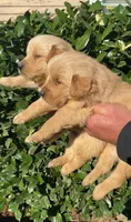 Bella, a female Golden Retriever for sale in Lindsay, CA – 2 of 2