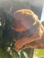 Hunter, a male Golden Retriever for sale in Lindsay, CA – 2 of 2