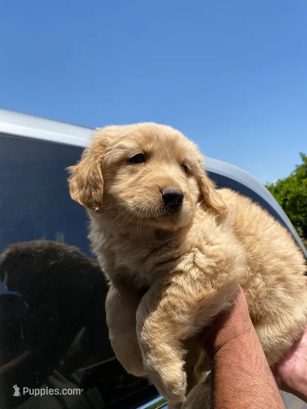 Bella – Golden Retriever puppy for sale in Lindsay, CA
