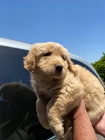 Bella, a female Golden Retriever for sale in Lindsay, CA – 1 of 2