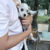 Toney , a male Chihuahua and Maltese for sale in Howell, NJ – 4 of 9